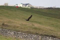 Lathkill-buzzard